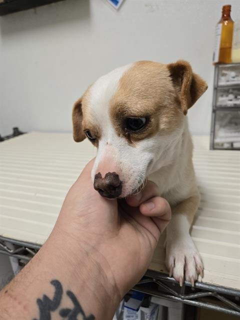 *TRAMP - Chihuahua available for adoption