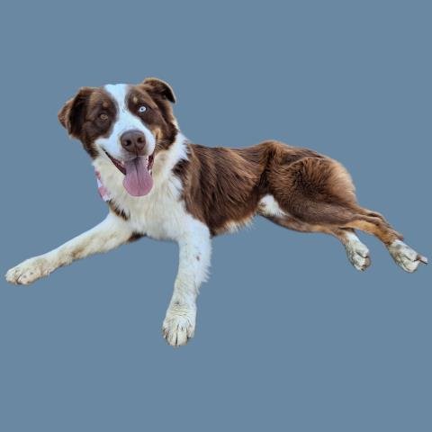 *ANDREW - Australian Shepherd available for adoption