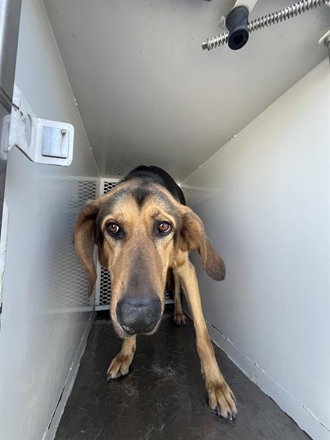 *POGO - Black and Tan Coonhound available for adoption
