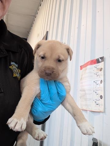 *BETSIE - Labrador Retriever available for adoption