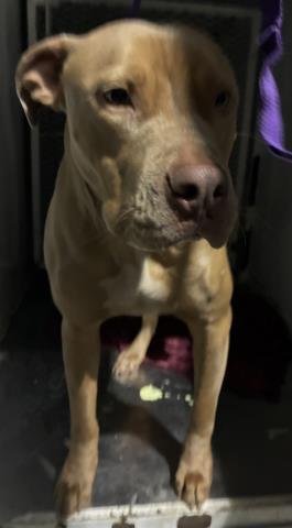 *DOG - Pit Bull Terrier available for adoption
