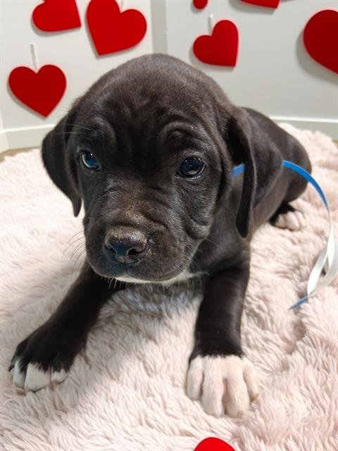 *MOON - Pit Bull Terrier available for adoption