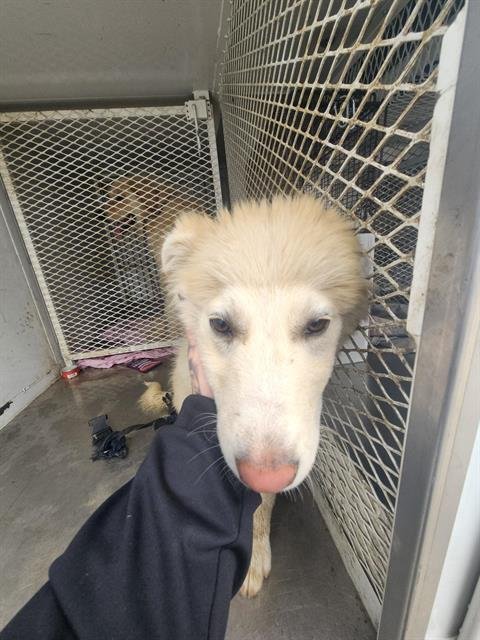 *BELLE - Great Pyrenees available for adoption