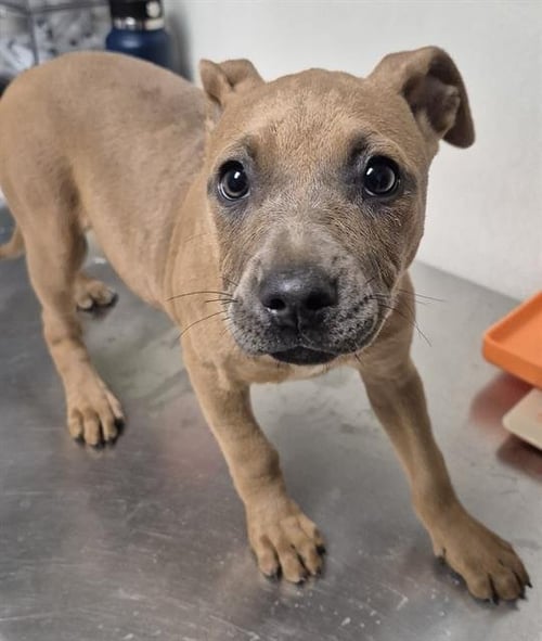 *BABE - Pit Bull Terrier available for adoption