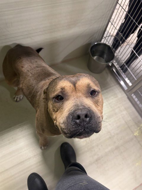 *BEAST BOY - Pit Bull Terrier available for adoption