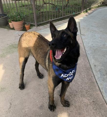 *JAMES - Belgian Shepherd Malinois available for adoption