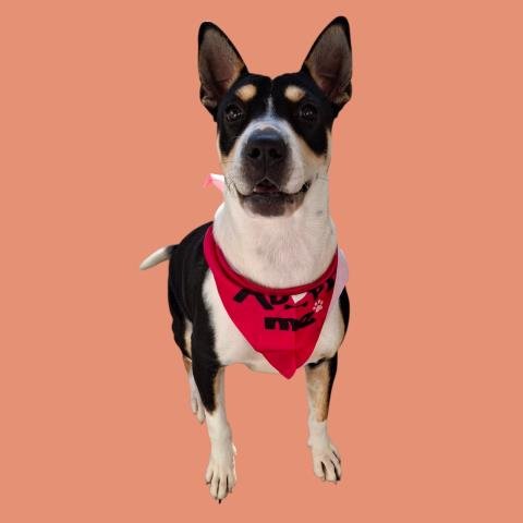 *VIRA - Pit Bull Terrier available for adoption