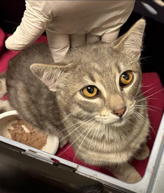 A1243700 - Domestic Short Hair available for adoption