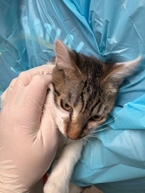 A1239623 - Domestic Short Hair available for adoption