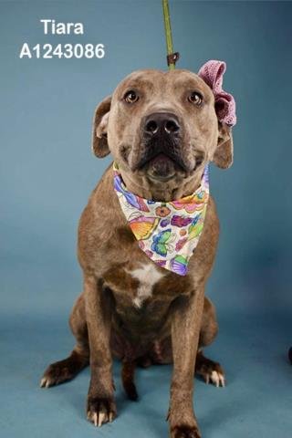 *TIARA - Pit Bull Terrier available for adoption