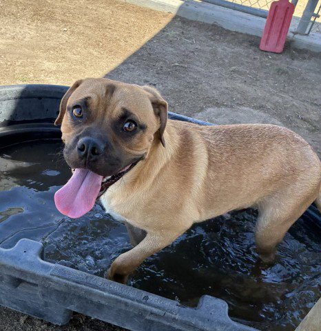 *ROOFUS - Pit Bull Terrier available for adoption