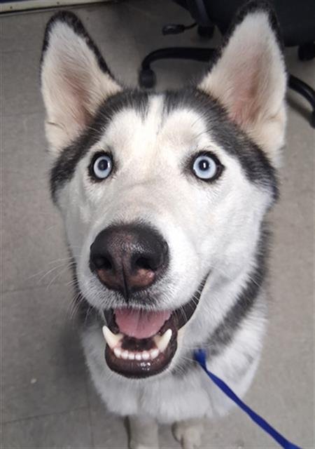 BRUNO - Husky available for adoption