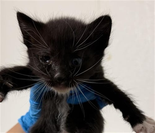 BABY SHARK - Domestic Short Hair available for adoption