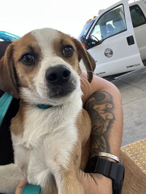 *AUTUMM - Chihuahua available for adoption
