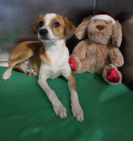 *AUTUMM - Chihuahua available for adoption