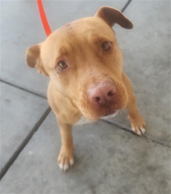 *AURORA - Staffordshire Bull Terrier available for adoption