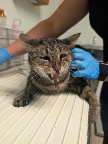 *TUDDLE - Domestic Short Hair for adoption in Bakersfield