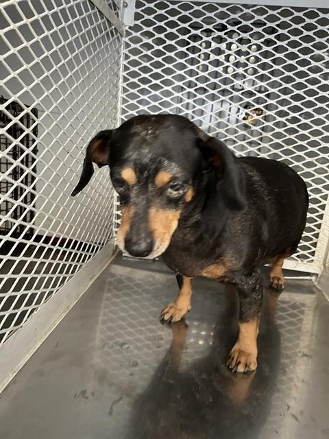 *LADY BUG - Dachshund available for adoption