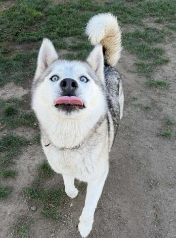 BELLA - Siberian Husky available for adoption