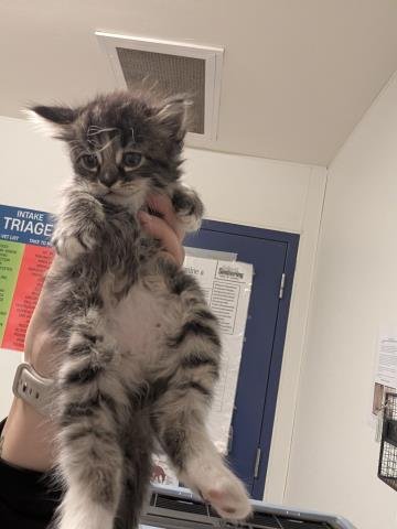 KITTEN 3