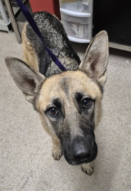 *WEST - German Shepherd Dog available for adoption