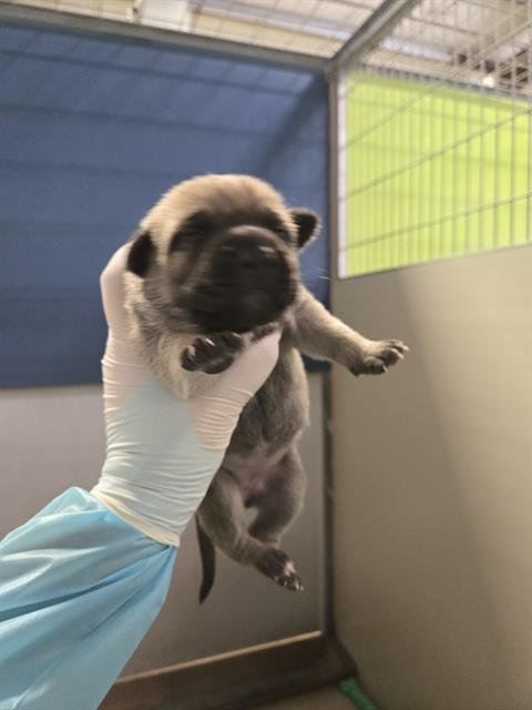 A1239220 - German Shepherd Dog available for adoption