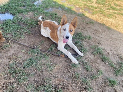 *ORANGE DELIGHT - Australian Cattle Dog/Blue Heeler available for adoption