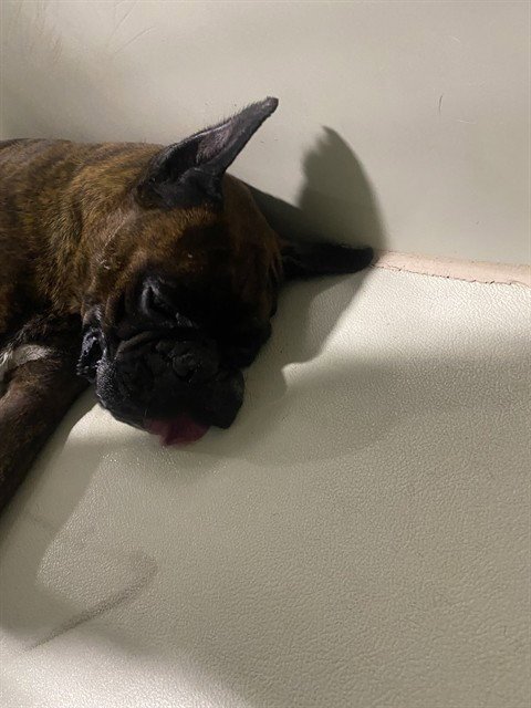 *IRA - Boxer available for adoption