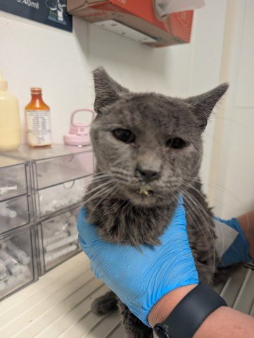 *TUNIC - Domestic Medium Hair for adoption in Bakersfield