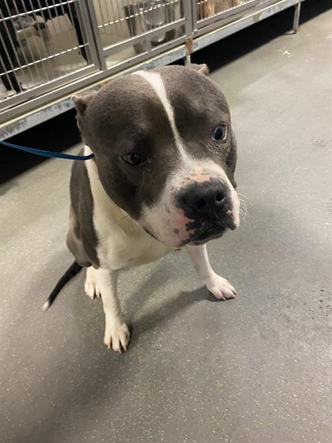 BUBS - Pit Bull Terrier available for adoption