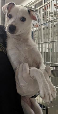 *ZURIE - Chihuahua available for adoption