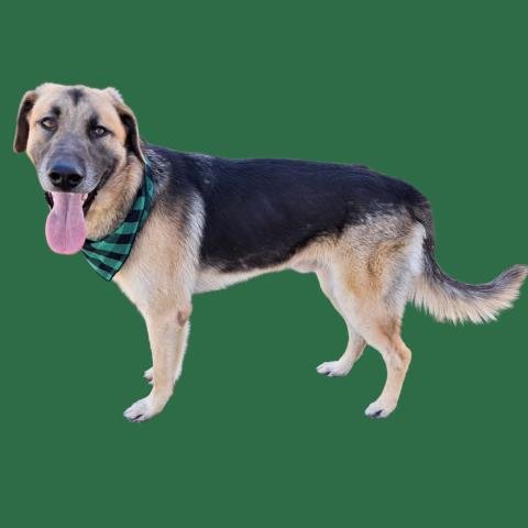 *WOODY - German Shepherd Dog available for adoption