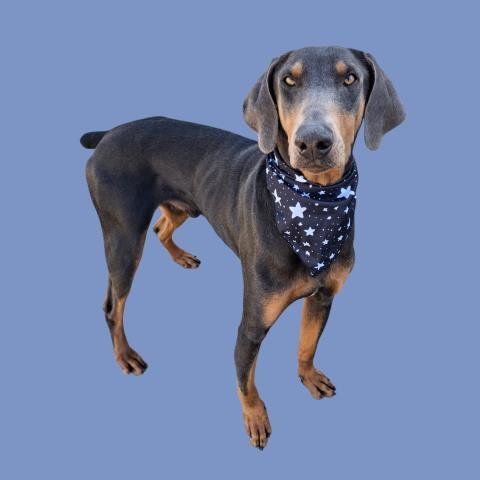 *RYAN - Doberman Pinscher available for adoption