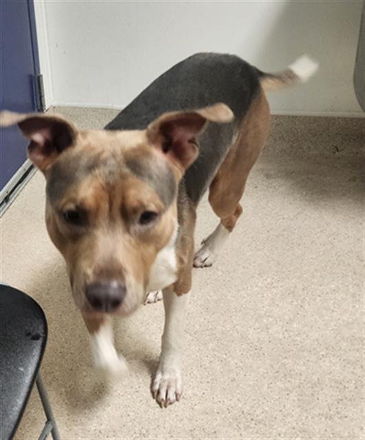 TONKA - Pit Bull Terrier available for adoption