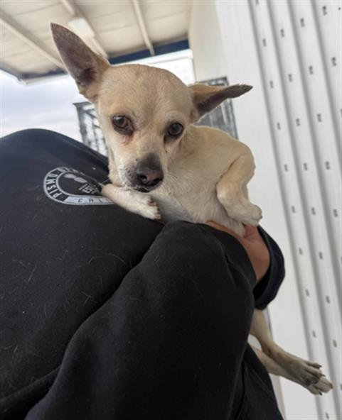 *NUGGET - Chihuahua available for adoption