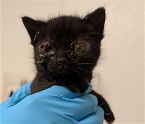 *SKY - Domestic Short Hair available for adoption
