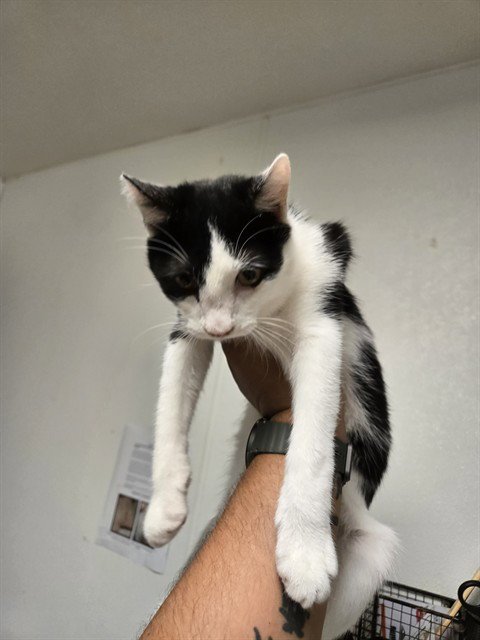 BALM - Domestic Short Hair available for adoption