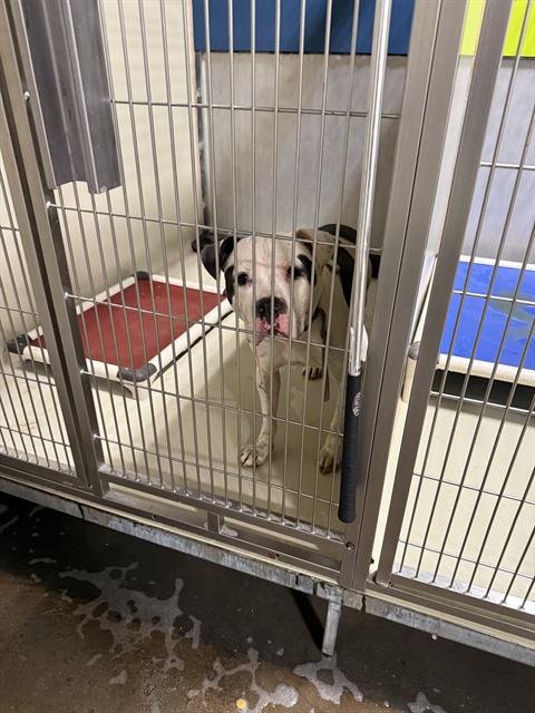 A1240343 - Pit Bull Terrier available for adoption