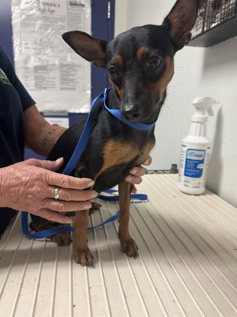 COBY - Miniature Pinscher available for adoption