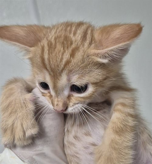 GARFIELD - Domestic Short Hair available for adoption