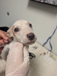 PUP 3 - Photo 1