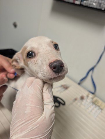 PUP 3 - Pit Bull Terrier available for adoption