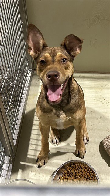BROWNIE - Pit Bull Terrier available for adoption