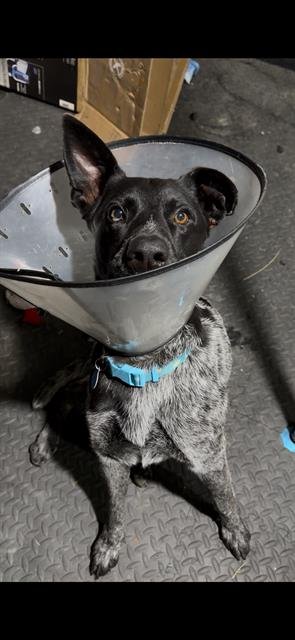 BRUCE - Australian Cattle Dog/Blue Heeler available for adoption