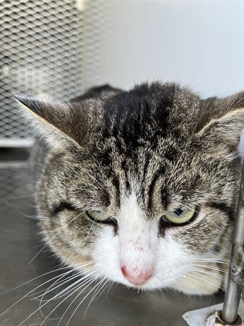 A1240539 - Domestic Short Hair available for adoption