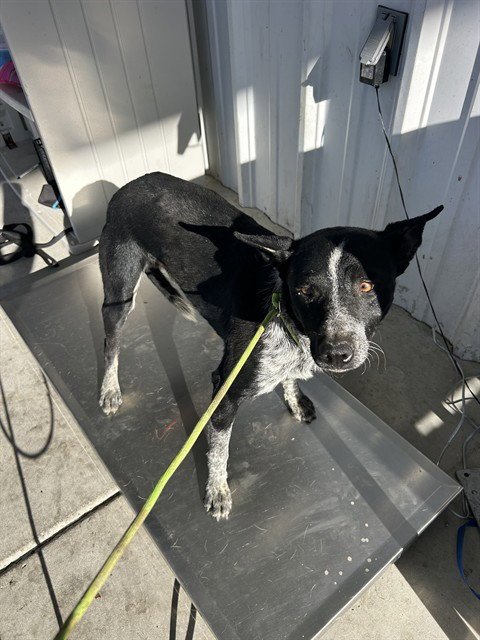 *COWRIE - Queensland Heeler available for adoption