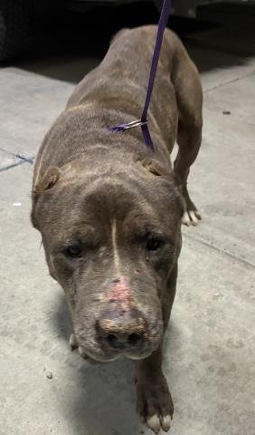 *GRUNKLE STAN - Pit Bull Terrier available for adoption