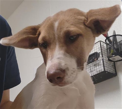 *BISCOFF - Queensland Heeler available for adoption