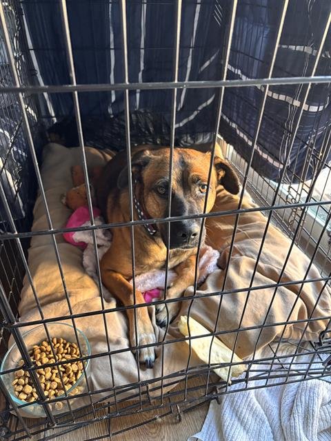 *HOUSTON - Pit Bull Terrier for adoption in Bakersfield