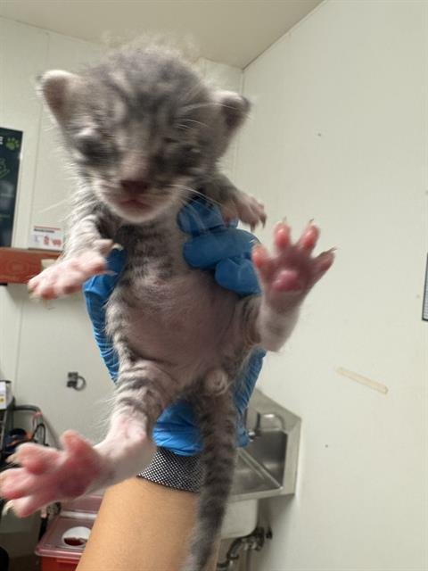 EVEREST - Domestic Short Hair available for adoption